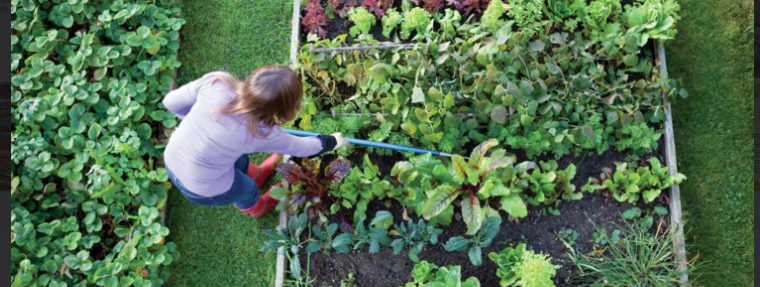 vegetable garden supplies moncton