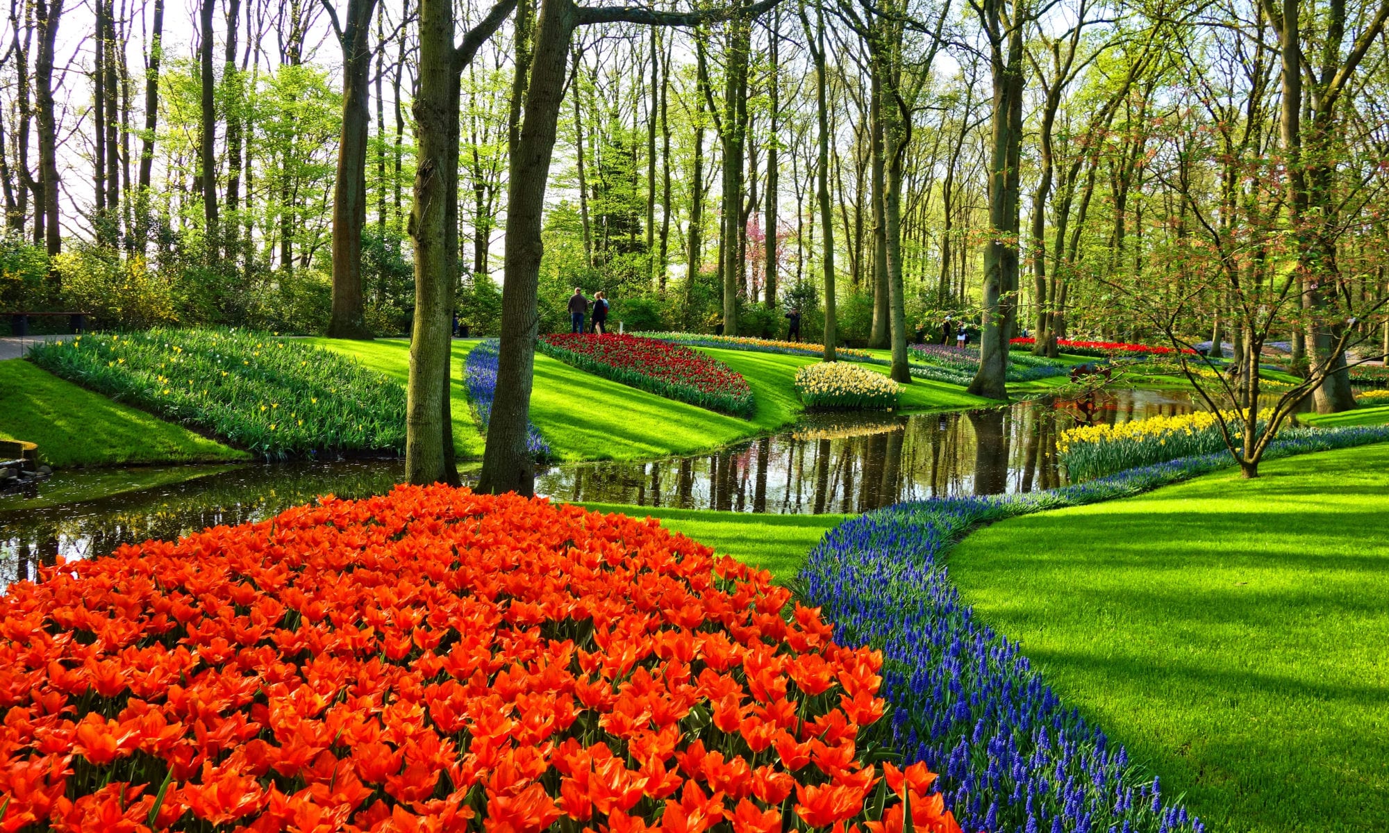 garden with colourful flowers